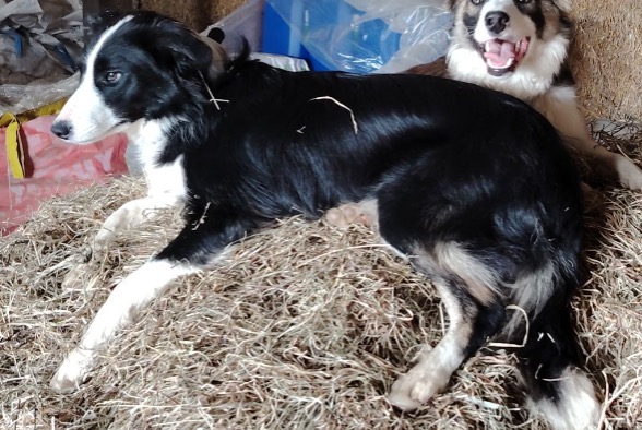Vermisstmeldung Hund Weiblich , 2 jahre Plouigneau Frankreich Vermisstmeldung Hund Weiblich , 2 jahre Plouigneau Frankreich