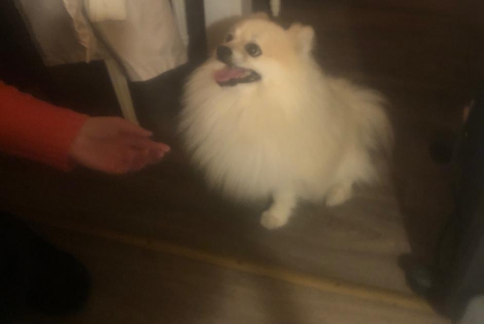 Alerte Découverte Chien Mâle Guilvinec France Alerte Découverte Chien Mâle Guilvinec France