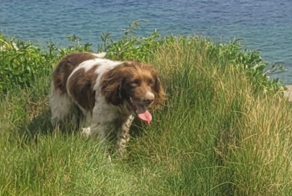 Alerte Disparition Chien  Mâle , 6 ans Plomeur France