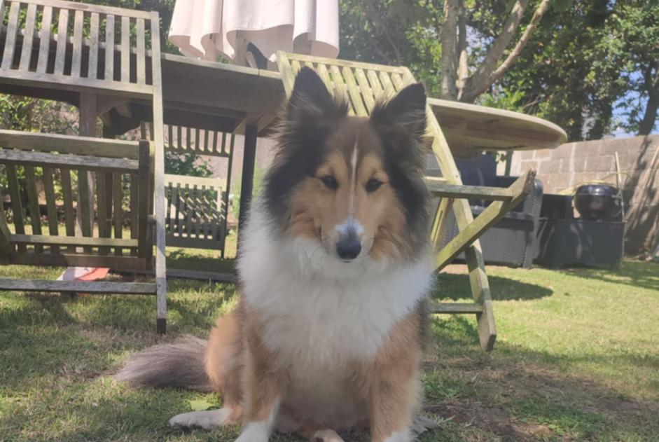 Alerte Disparition Chien Mâle , 6 ans Primelin France Alerte Disparition Chien Mâle , 6 ans Primelin France