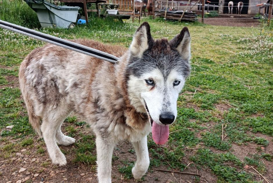 Alerte Découverte Chien Femelle Plouigneau France Alerte Découverte Chien Femelle Plouigneau France