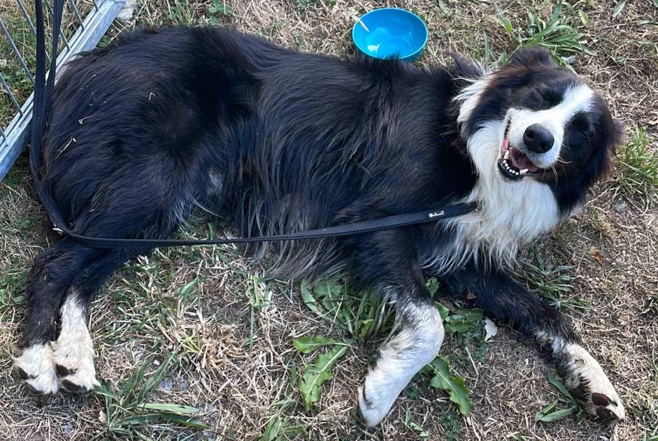 Alerte Découverte Chien Mâle Cléden-Cap-Sizun France Alerte Découverte Chien Mâle Cléden-Cap-Sizun France
