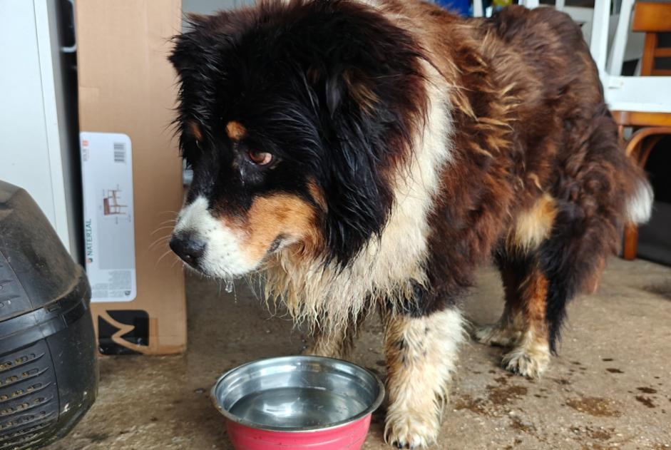 Alerta descoberta Cão cruzamento Fêmea Landudec France Alerta descoberta Cão cruzamento Fêmea Landudec France