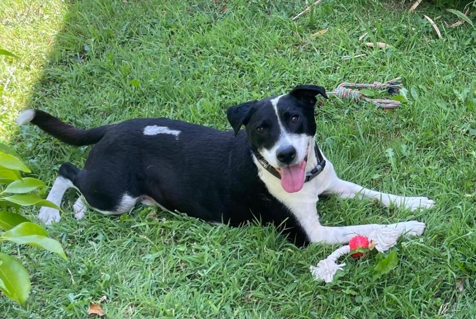 Alerta descoberta Cão cruzamento Macho Saint-Pol-de-Léon France Alerta descoberta Cão cruzamento Macho Saint-Pol-de-Léon France